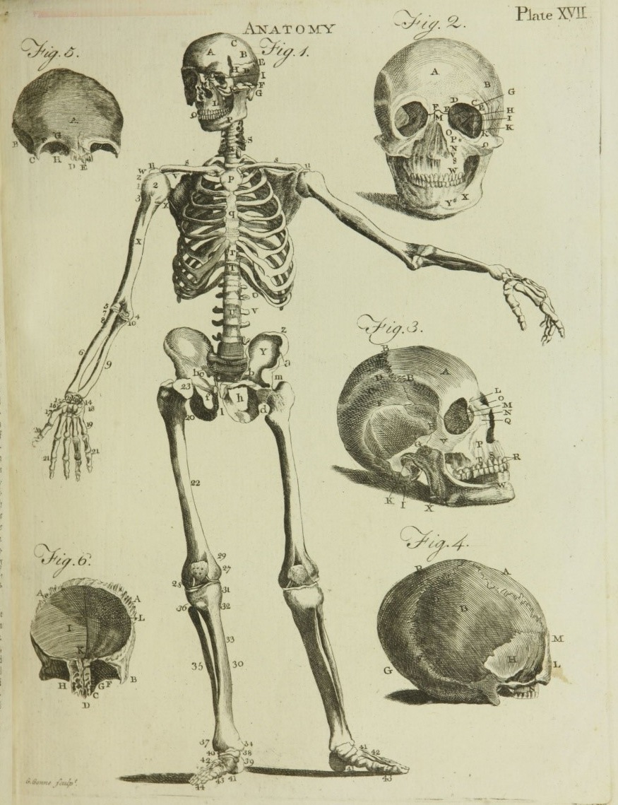 Léiriú anatamaíoch ar chnámharlach duine agus pictiúir de bhlaoscanna, 1790