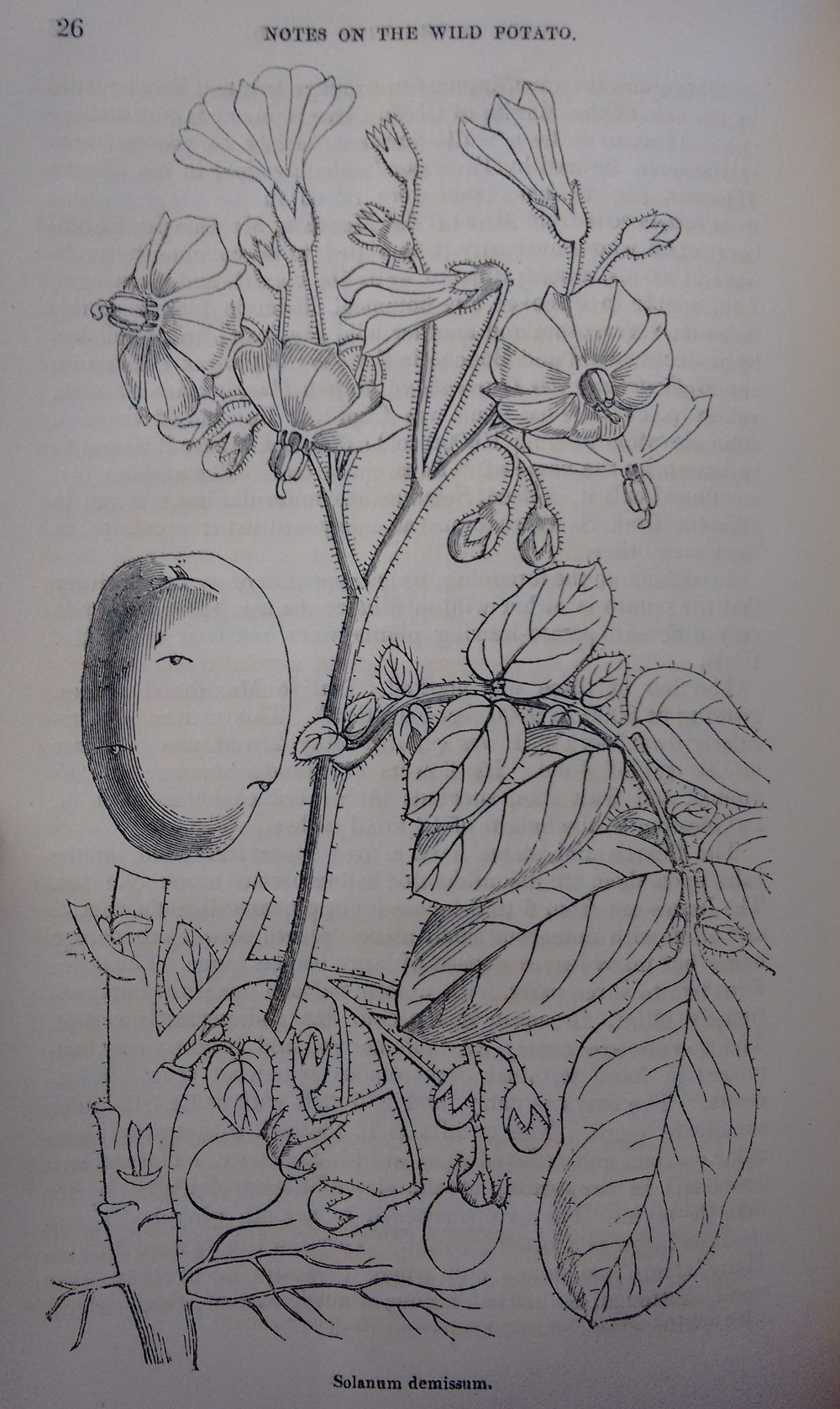 Líníocht de phlanda práta fhiáin, 19ú haois.